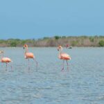 La Guajira: Manaure Salt Flats & Flamingos Day Trip - FAQ