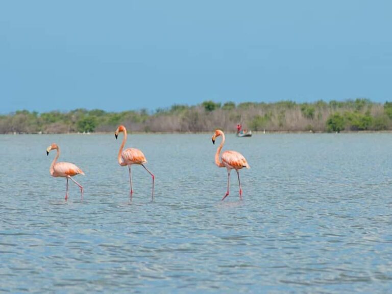 La Guajira: Manaure Salt Flats & Flamingos Day Trip - FAQ