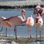 La Paz: 6-Day Private Best-of-Bolivia Tour with Flights - Exploring Each Day in Detail