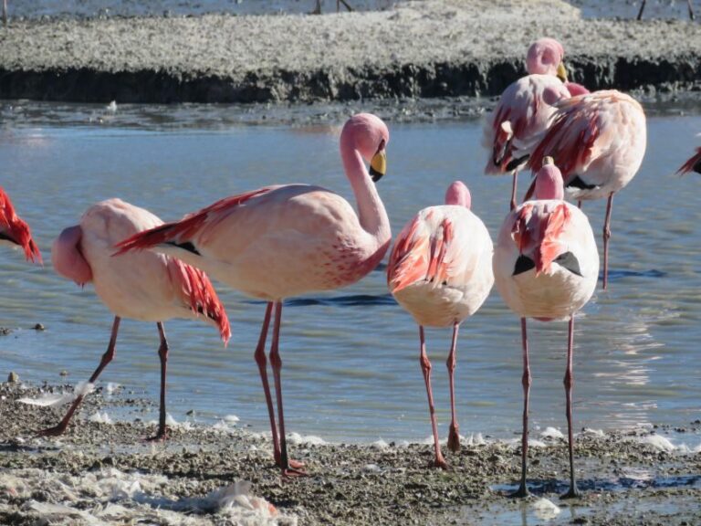 La Paz: 6-Day Private Best-of-Bolivia Tour with Flights - Exploring Each Day in Detail