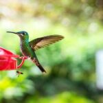 La Paz Waterfall Gardens and Tabacon Hot Springs Private Day Tour from San Jose - The Sum Up