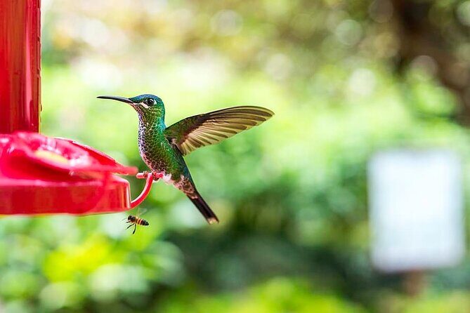 La Paz Waterfall Gardens and Tabacon Hot Springs Private Day Tour from San Jose - The Sum Up