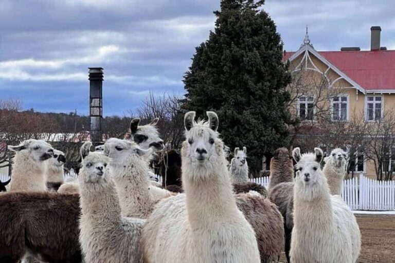 Laguna Blanca: Estancia Tour with Lamb Lunch - Discovering the Estancia Tour: A Closer Look