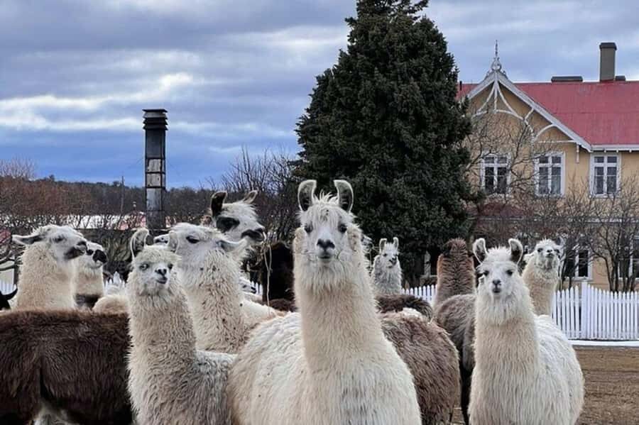 Laguna Blanca: Estancia Tour with Lamb Lunch - Discovering the Estancia Tour: A Closer Look