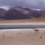 Laguna del Toro and Flamingo-Watching 4WD - A Deep Dive into the Experience