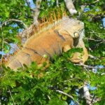 Lamanai Maya Ruin & New River Wildlife Adventure From Belize City - Final Thoughts: Is This Tour Worth It?