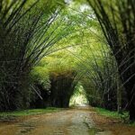 Lancetilla Botanical Garden from San Pedro Sula - Who Will Love This Tour?