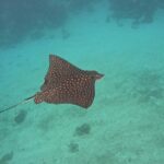 Let's snorkel Hol Chan the Best Marine Reserve in Belize - Final Thoughts