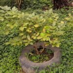 Liberia Walking City Tour and Tree Planting at a Local Farm - Frequently Asked Questions