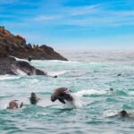 Lima: Excursion to Palomino Island | Entrance, sea lions | - What’s Included and What’s Not