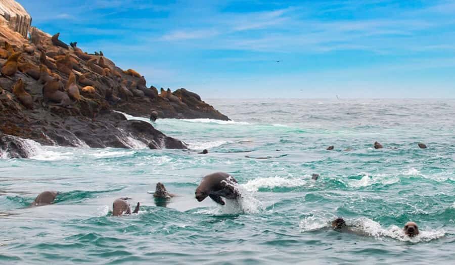 Lima: Excursion to Palomino Island | Entrance, sea lions | - What’s Included and What’s Not