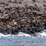 Lima: Excursion to Palomino Island | sea lions | - Analyzing the Value