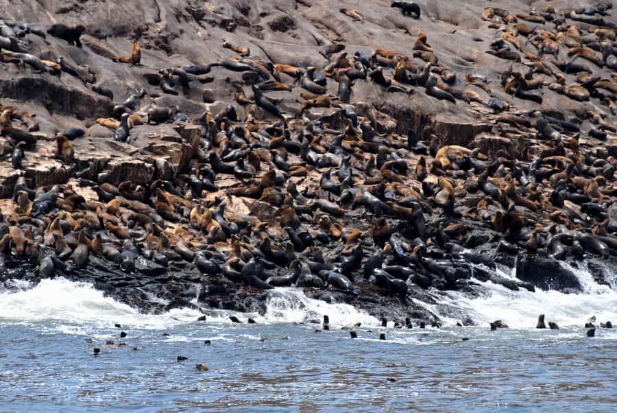 Lima: Excursion to Palomino Island | sea lions | - Analyzing the Value
