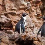 Lima : Islas Palomino - Swim with the Sea Lions - Frequently Asked Questions