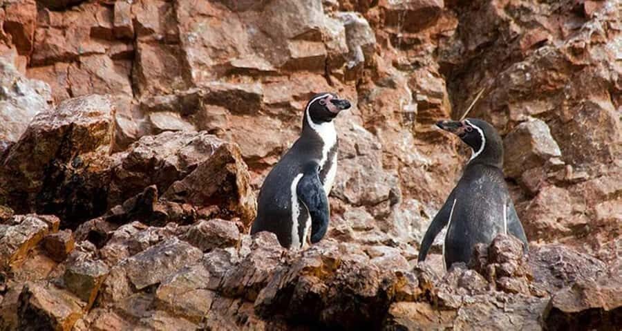 Lima : Islas Palomino - Swim with the Sea Lions - Frequently Asked Questions