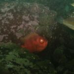 Lima: Night Dive in Pucusana - Who Should Consider This Tour?