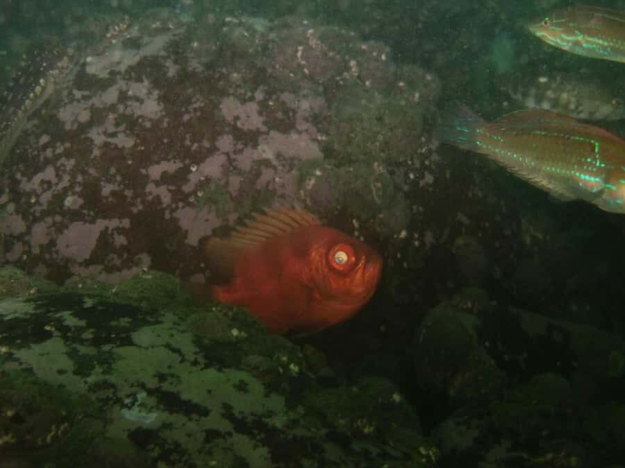 Lima: Night Dive in Pucusana - Who Should Consider This Tour?