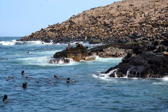 Lima: Palomino Islands Excursion & Swimming with Sea Lions with Hotel Transfers - Who Is This Tour Best For?