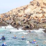Lima: Palomino Islands Speedboat Tour & Swim with Sea Lions - The Islands: El Camotal, San Lorenzo, and Palomino