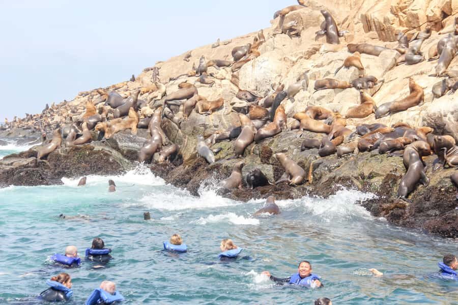Lima: Palomino Islands Speedboat Tour & Swim with Sea Lions - The Islands: El Camotal, San Lorenzo, and Palomino
