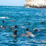Lima: Palomino Islands, swim with sea lions in the Pacific Ocean - FAQs About the Palomino Islands Swimming Tour