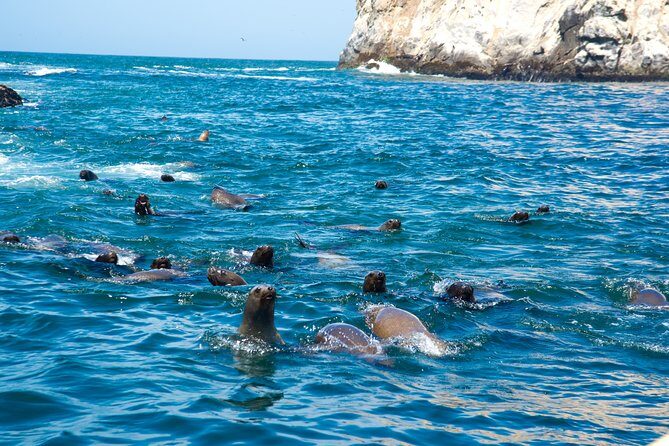 Lima: Palomino Islands, swim with sea lions in the Pacific Ocean - FAQs About the Palomino Islands Swimming Tour