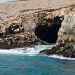 Lima: Sea Lion Swim and Wildlife Palomino Islands Cruise - Exploring the Palomino Islands and San Lorenzo Island