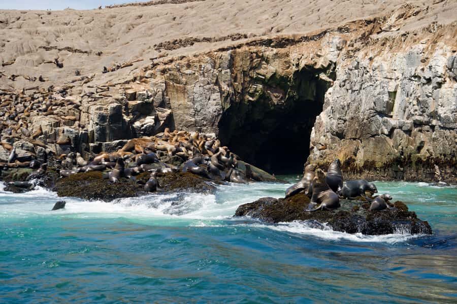 Lima: Sea Lion Swim and Wildlife Palomino Islands Cruise - Exploring the Palomino Islands and San Lorenzo Island