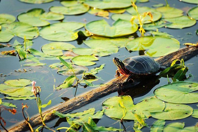 Live the best 10 attractions in Alter do Chão - Detailed Breakdown of the Itinerary