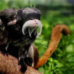 Living Nature from Cusco: 3 Days Manu Jungle all inclusive - Exploring the itinerary in detail