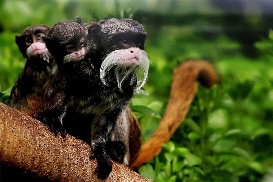 Living Nature from Cusco: 3 Days Manu Jungle all inclusive - Exploring the itinerary in detail