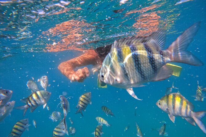 Local Excursion | Paradise Island Punto Rucia & snorkeling - What Past Travelers Say