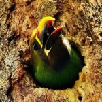 Looking for Toucans - FAQ