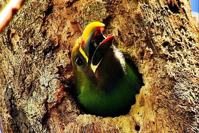 Looking for Toucans - FAQ