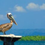 Los Haitises National Park - Hiking in Rain Forest + Private Boat to Caves - FAQ
