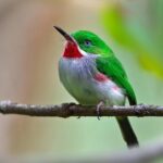 Los Haitises Plus Bacardi Island for Samana Cruise Ship Travelers - In-Depth Review of the Los Haitises Plus Bacardi Island Tour