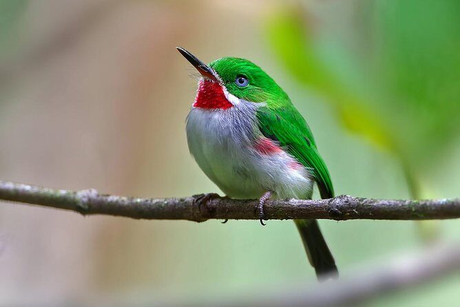 Los Haitises Plus Bacardi Island for Samana Cruise Ship Travelers - In-Depth Review of the Los Haitises Plus Bacardi Island Tour