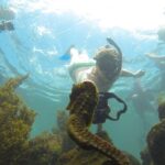 Los Tuneles Day Tour: Snorkeling, Exploring and Swimming With Wildlife - Who Should Consider This Tour?