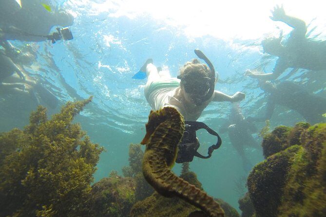 Los Tuneles Day Tour: Snorkeling, Exploring and Swimming With Wildlife - Who Should Consider This Tour?