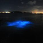 Luminous Lagoon "Glistening Waters" Tour from Falmouth - FAQ