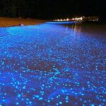 Luminous Lagoon Night-Time Tour from Montego Bay - An In-Depth Look at What to Expect