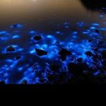 Luminous Lagoon Night Tour - Exploring the Luminous Lagoon Night Tour in Detail