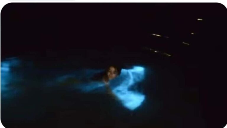 Luminous lagoon: Night Tour from Falmouth Hotels and Villas - Practicalities and Considerations