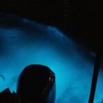 Luminous Lagoon Private Night Tour [ All Fees included ] - FAQ