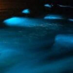 Luminous Lagoon Private Night Tour From Negril - Who Should Consider This Tour?