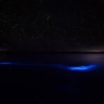 Luminous Lagoon Private Tour in Jamaica - A Deep Dive into the Luminous Lagoon Experience