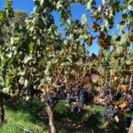 Luxury Colome wine tour - The Experience in Context: Is It Worth It?