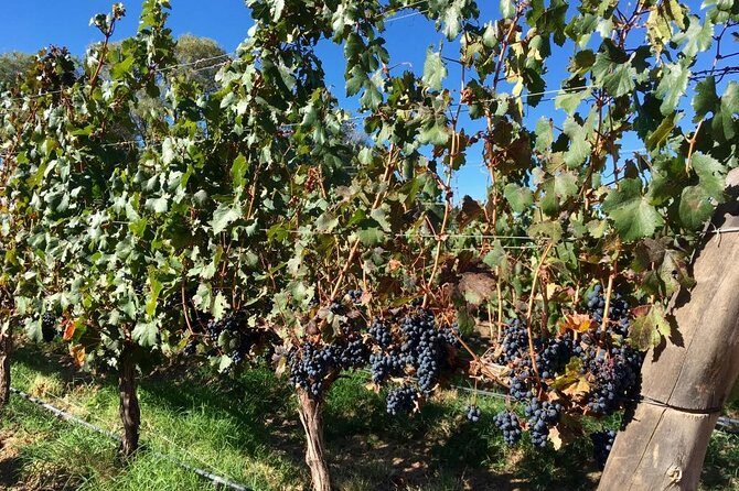 Luxury Colome wine tour - The Experience in Context: Is It Worth It?