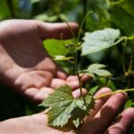 Luxury Wine Tasting in Uco Valley/ Boutique Wineries & Asado - A Closer Look at the Uco Valley Wine Tour