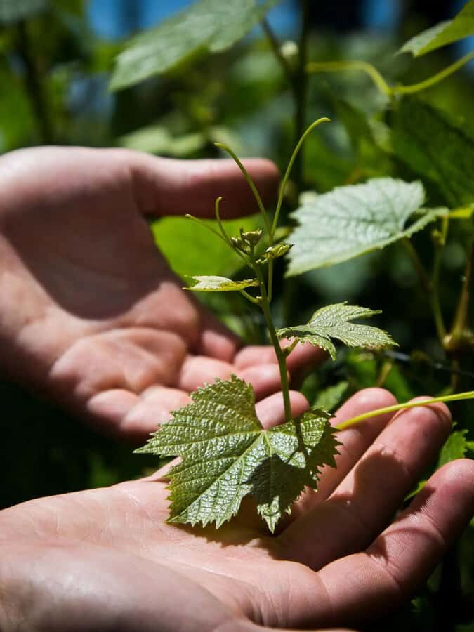 Luxury Wine Tasting in Uco Valley/ Boutique Wineries & Asado - A Closer Look at the Uco Valley Wine Tour